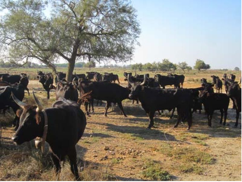 Plus d'infos - Un dimanche en Camargue Plus d'infos - Un dimanche en Camargue