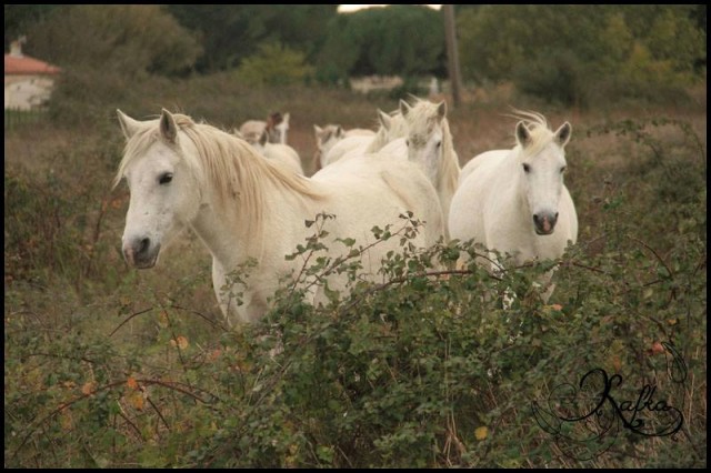 promenade-a-cheval-le-grau-duroi