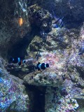 legrau-du-roi-auseaquarium-5001