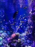 seaquarium-grau-du-roi-5000