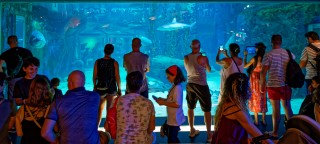 Grau-du-Roi : Requins, orques et dauphins s'offrent un festin sur le parvis du Seaquarium
