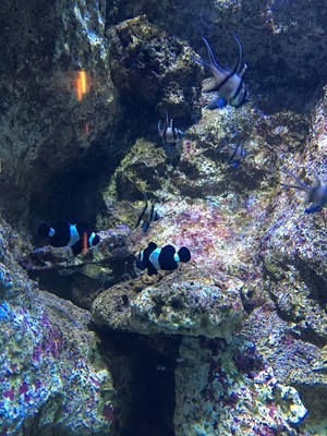 legrau-du-roi-auseaquarium-5001