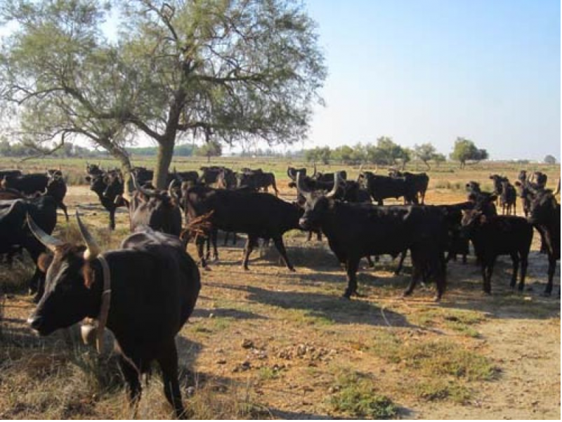 manade-jullian-dimanche-en-camargue-5219